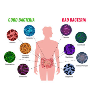 Microbiota: tra intestino e cervello