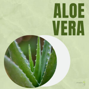 L'Aloe Vera