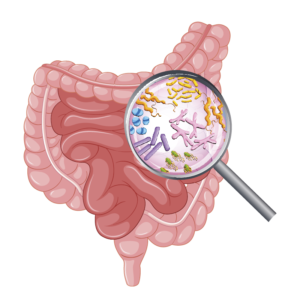 La flora intestinale