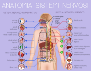 Il sistema nervoso autonomo